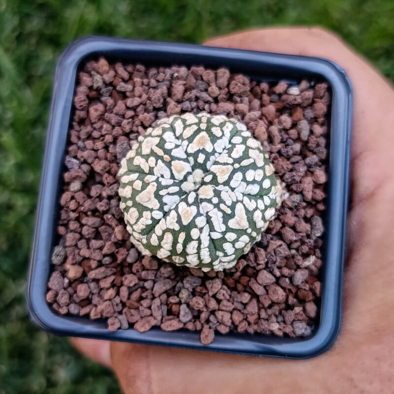 Astrophytum asterias cv superkabuto v-type