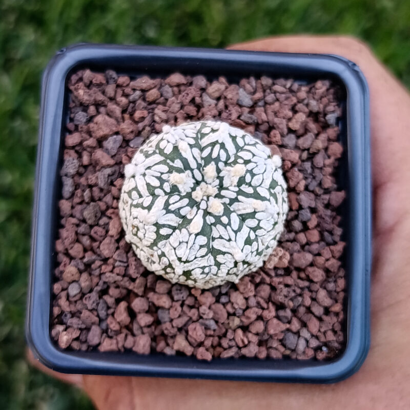 Astrophytum asterias cv superkabuto v-type