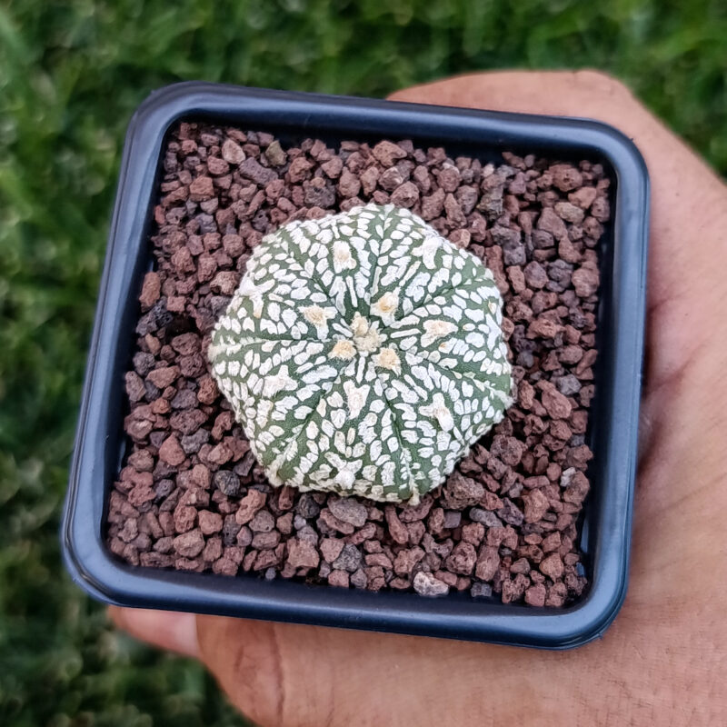 Astrophytum asterias cv superkabuto v-type