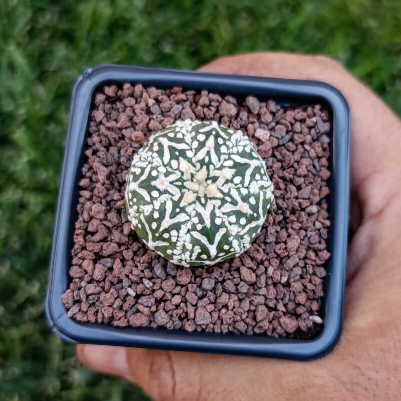 Astrophytum asterias cv superkabuto v-type