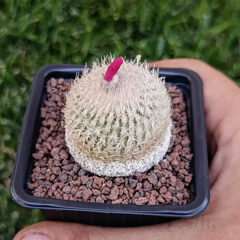 Epithelantha micromeris