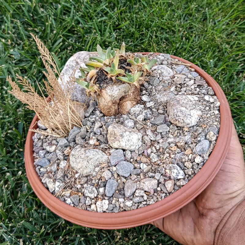 Aloinopsis rubrolineata composición de habitat