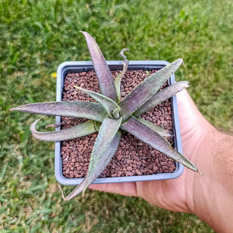 X Mangave Purple People Eater