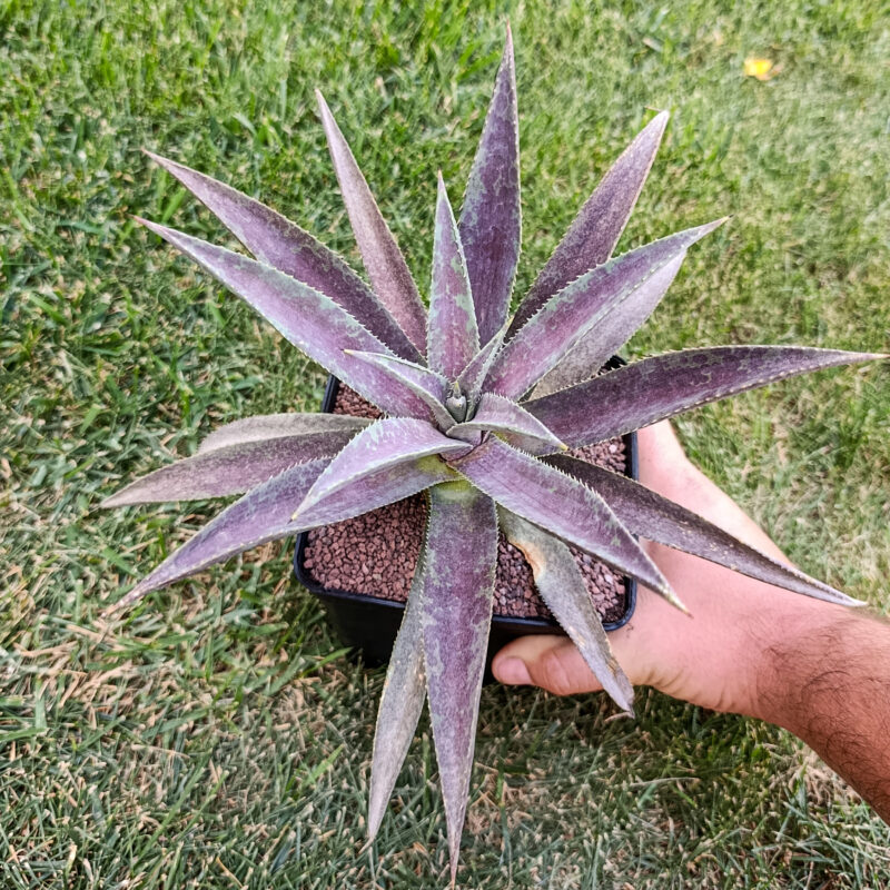 X Mangave Purple People Eater