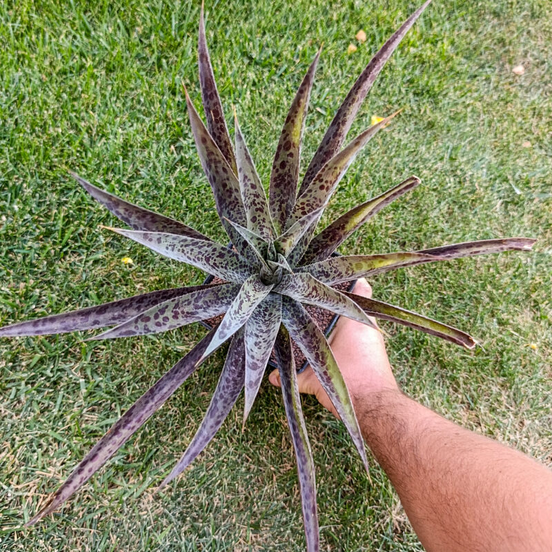 x mangave pineapple express