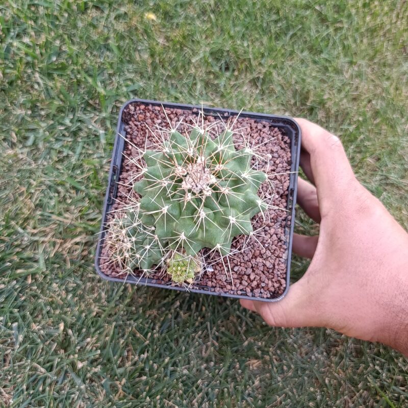 Thelocactus rinconensis