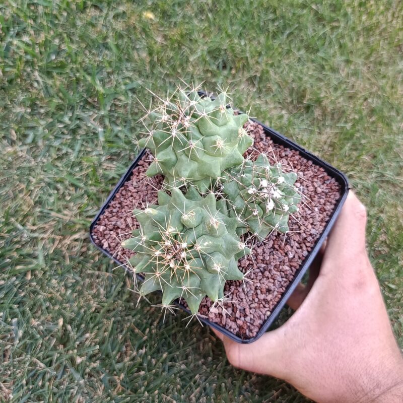 Thelocactus rinconensis