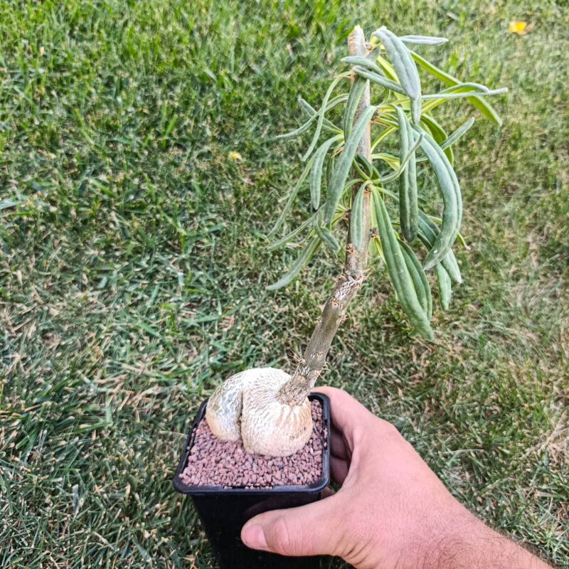 Pachypodium succulentum