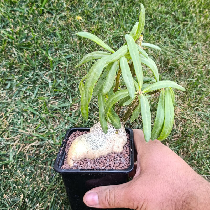 pachypodium
