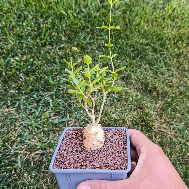 Fockea edulis
