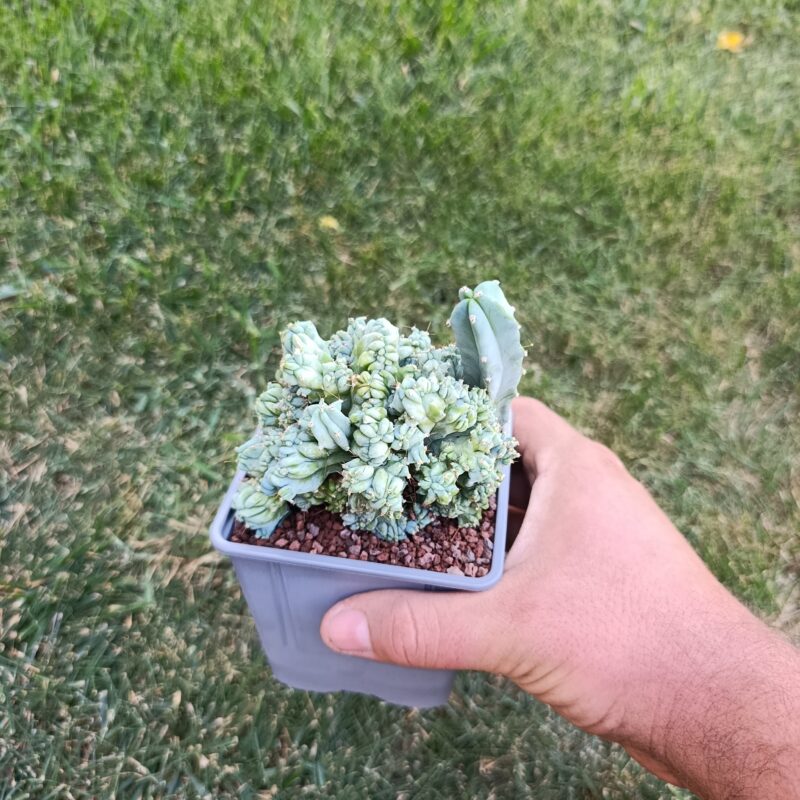 Myrtillocactus geometrizans crestado mostruoso