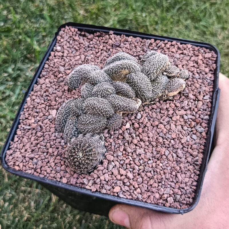 Lobivia haematantha crestada