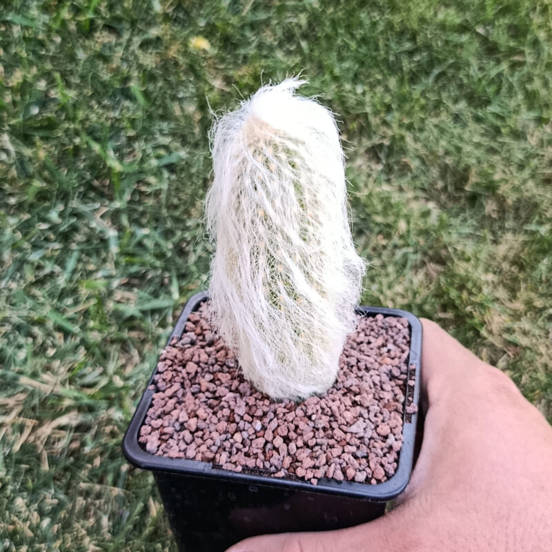 Cephalocereus senilis