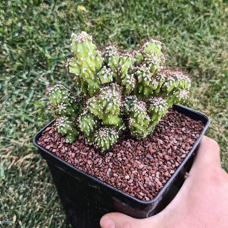 Cereus peruvianus monstruoso