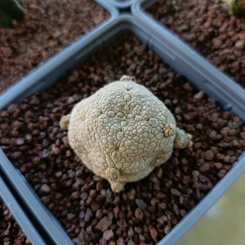 Pseudolithops migiurtinus