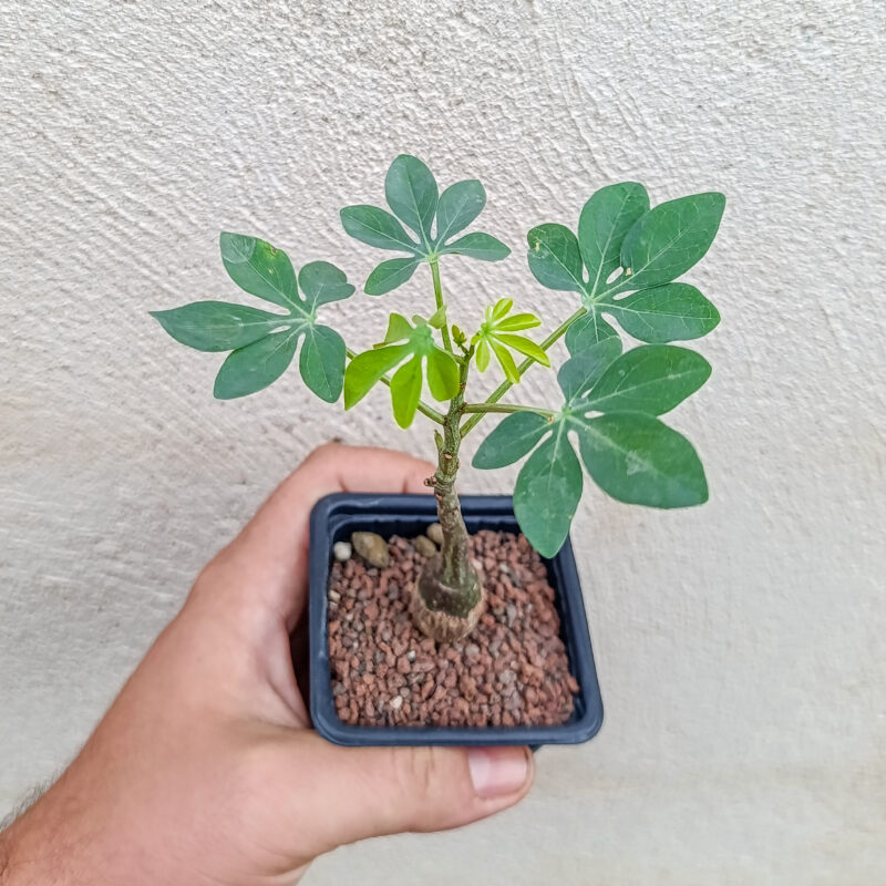 Adenia glauca