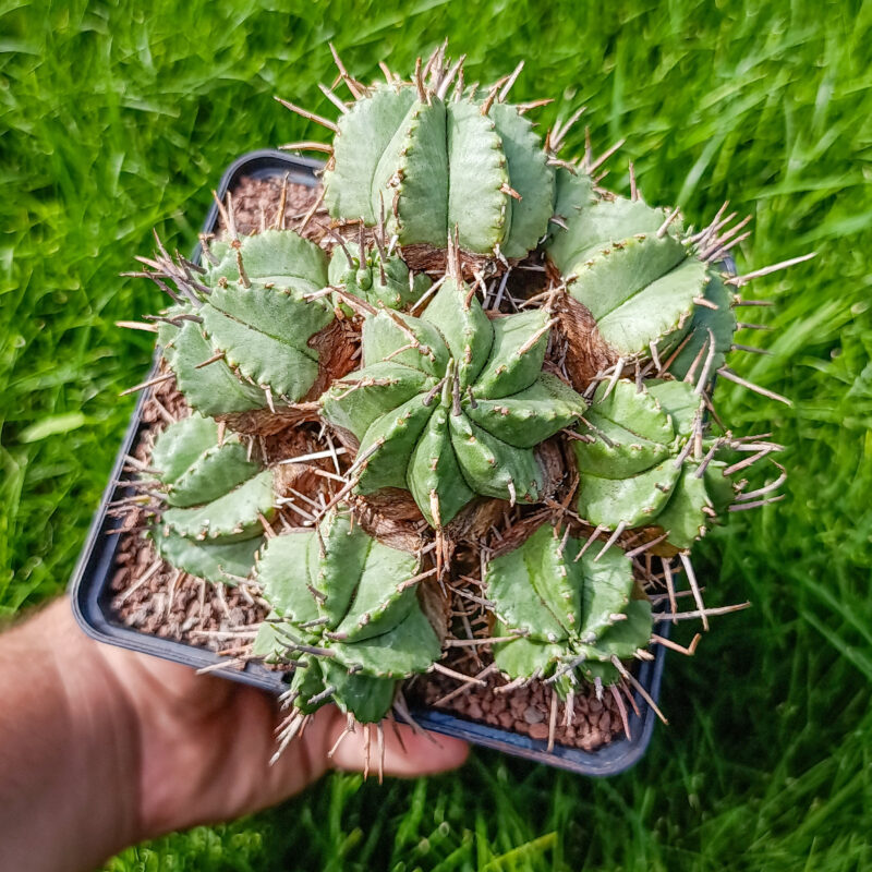 Euphorbia pulvinata