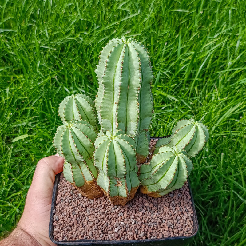 Euphorbia frankii
