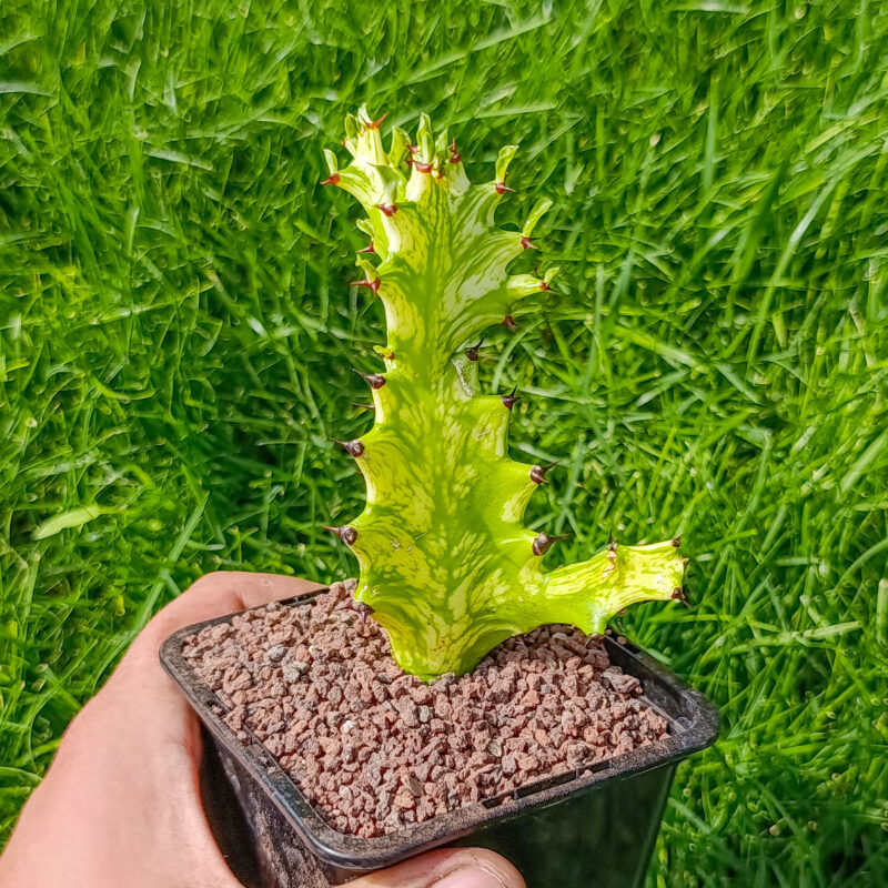 Euphorbia trigona Mint Cream