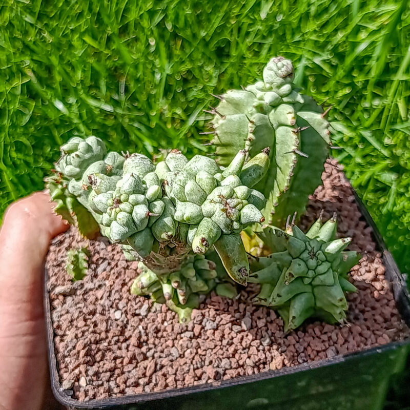 Euphorbia horrida mostruosa