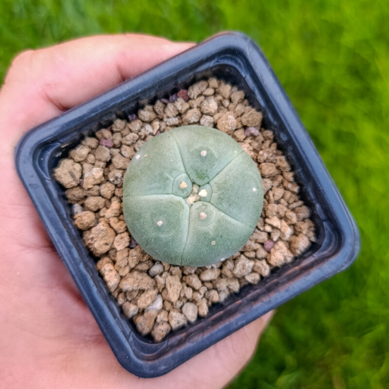 Lophophora fricii