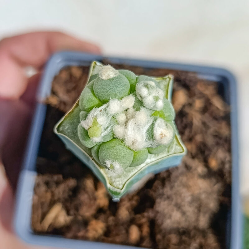 Lophophora diffusa CV Bigboobs (injertada)