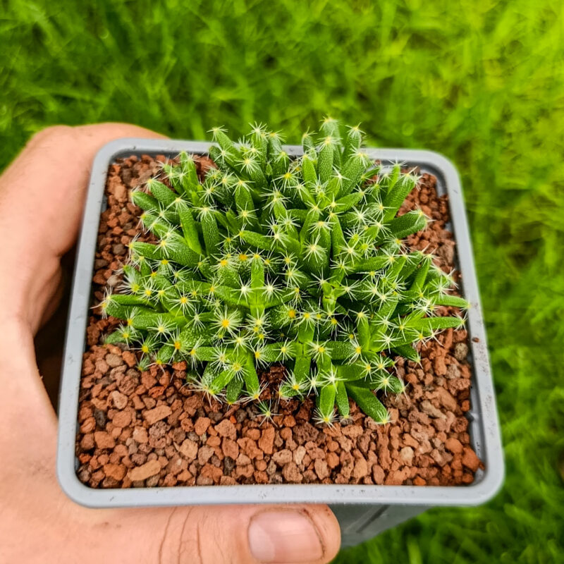 Trichodiadema densum