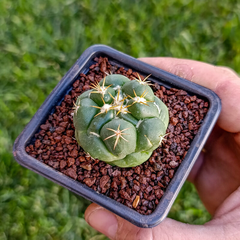 Corypantha