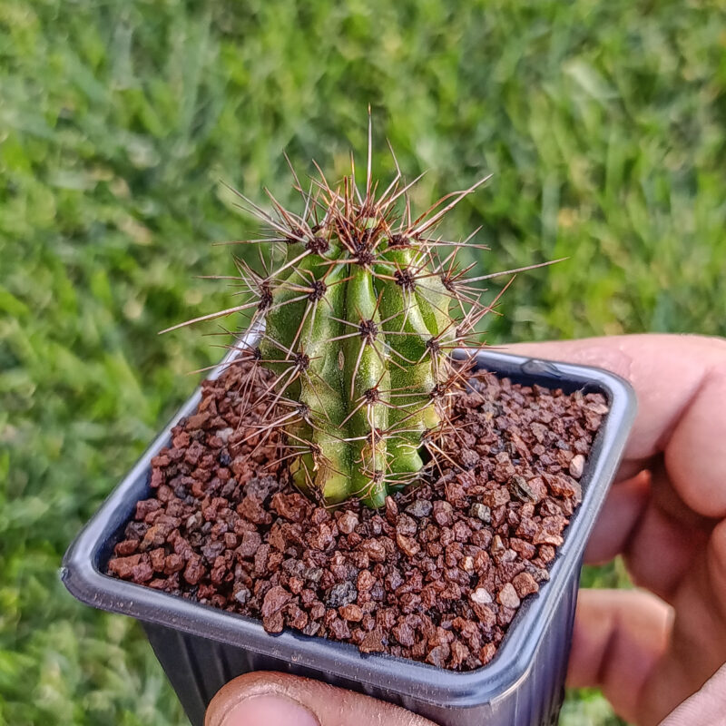 Stenocereus