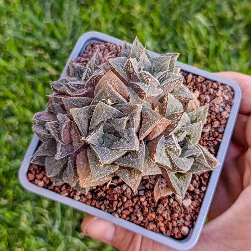 Haworthia Híbrida