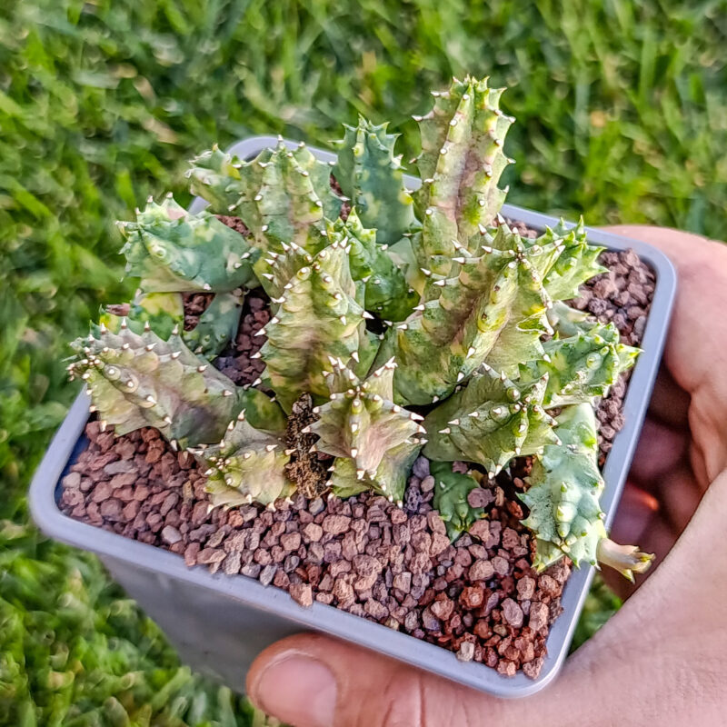 Huernia zebrina variegata