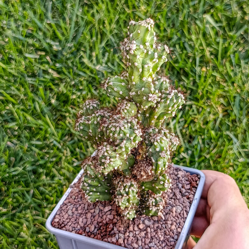 Cereus peruvianus monstruoso
