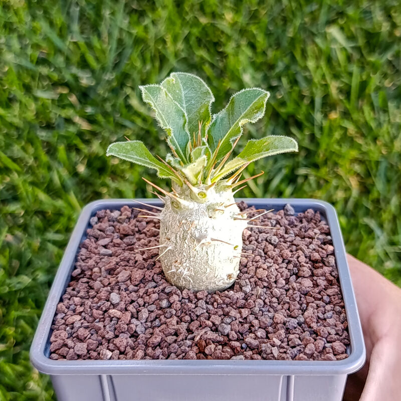 Pachypodium saundersii