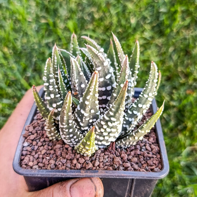 Tulista pumila