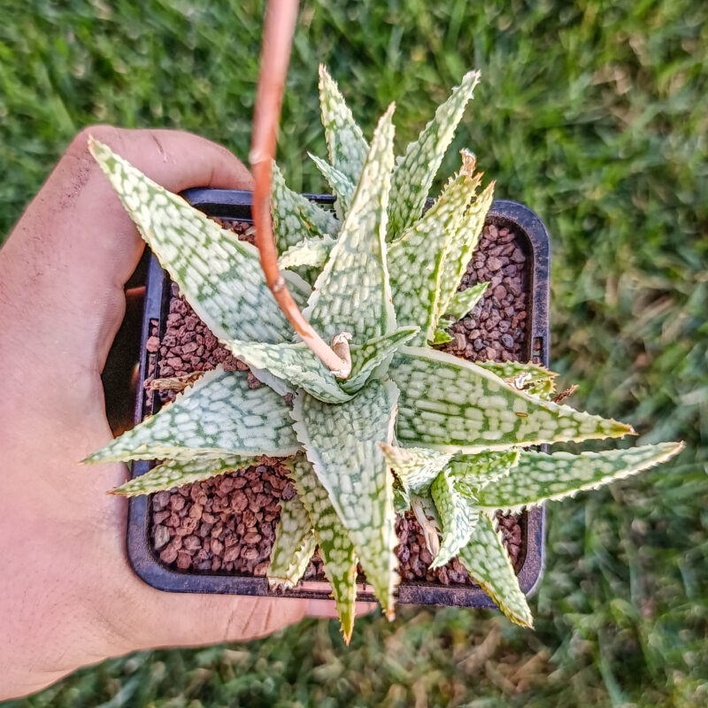 Aloe white lightning