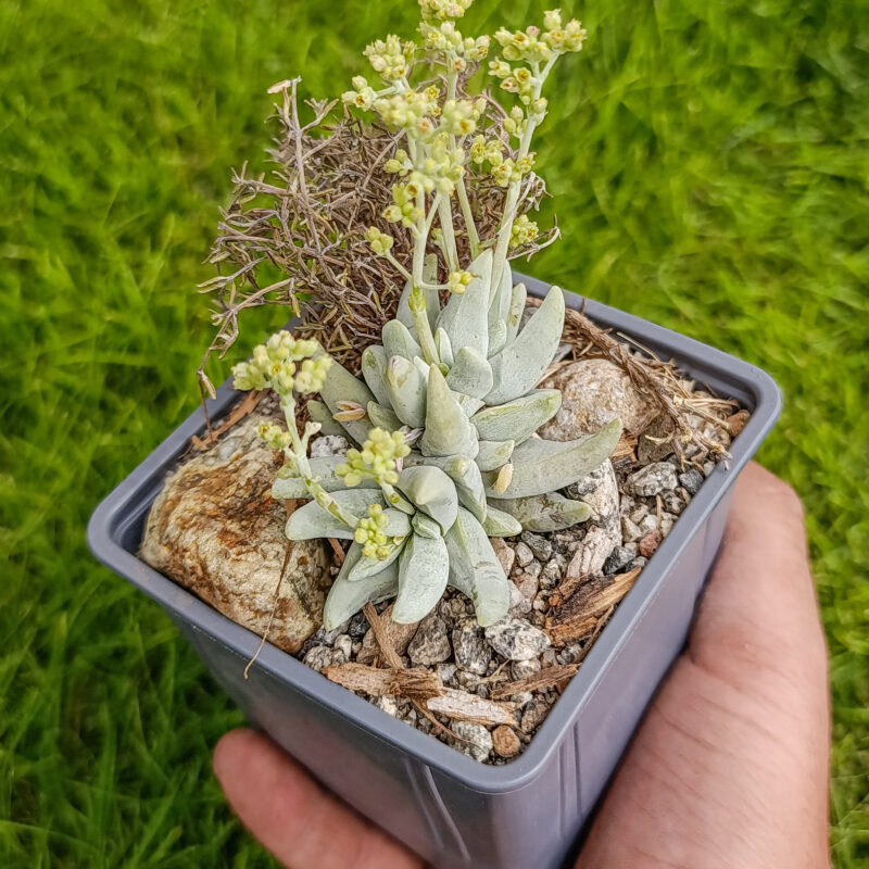 Crassula cornuta