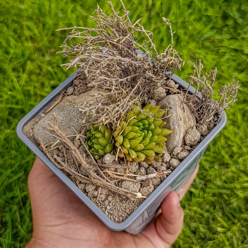 Desiertos miniatura