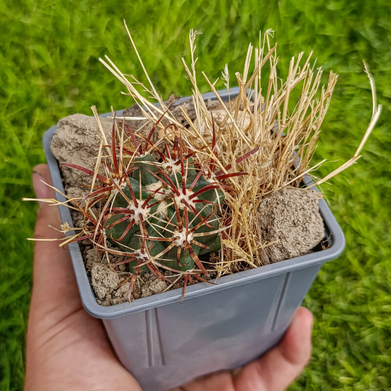 Ferocactus emoryi