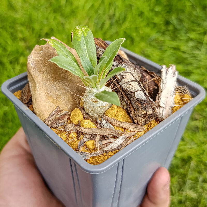 Pachypodium saundersii