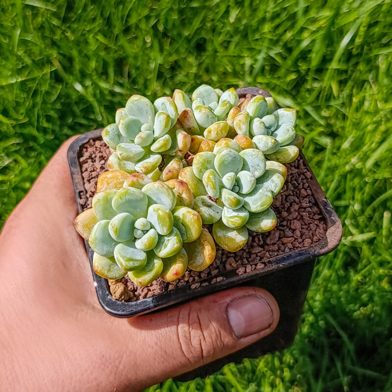 Sedum cherry blossom