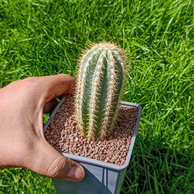 Pilosocereus azureus