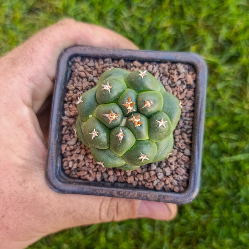 Corypantha elephantidens CV titan
