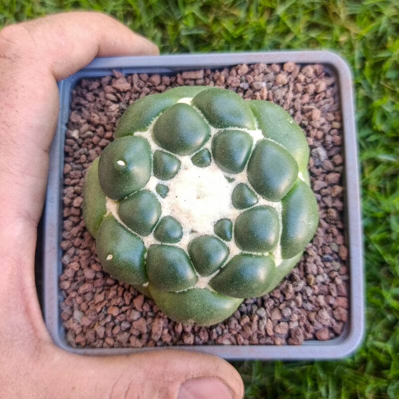 Corypantha elephantidens CV inermis