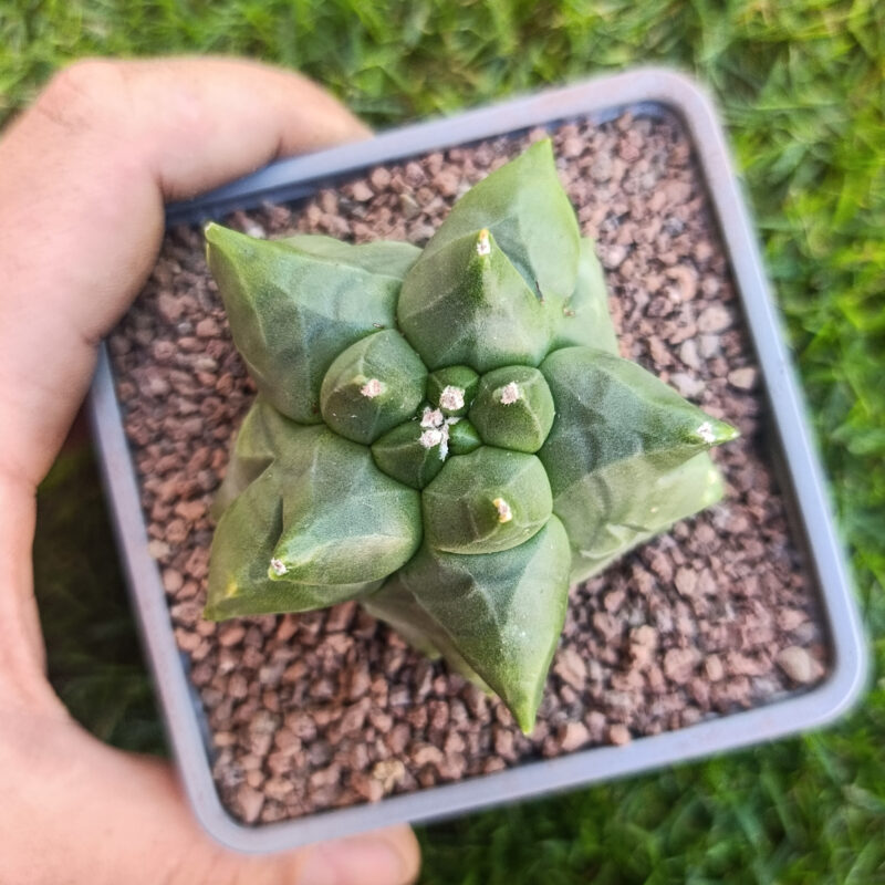 Astrophytum myriostigma cv kikko THAILAND