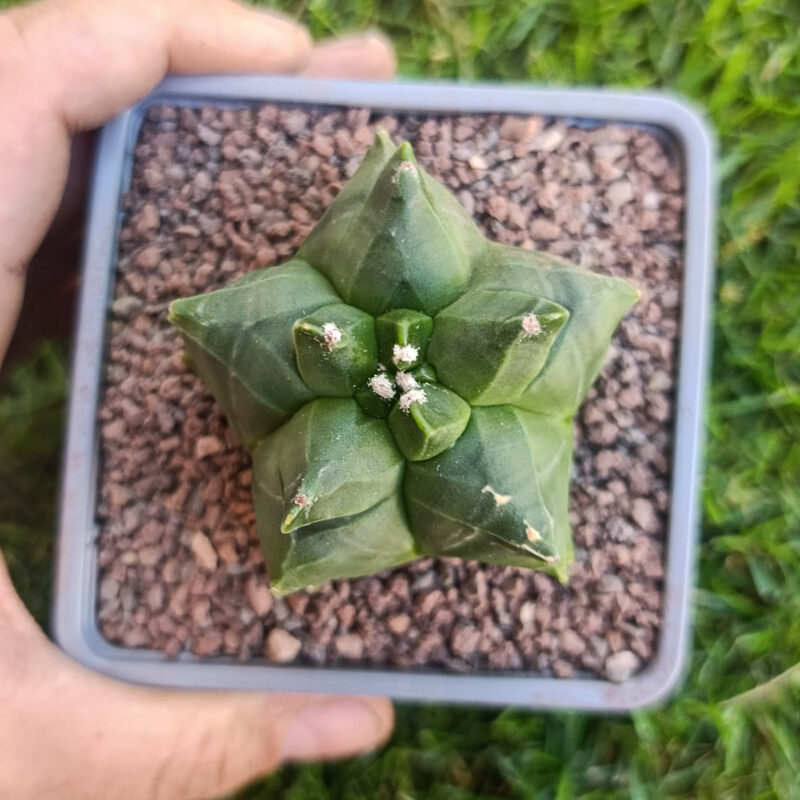 Astrophytum myriostigma cv kikko THAILAND