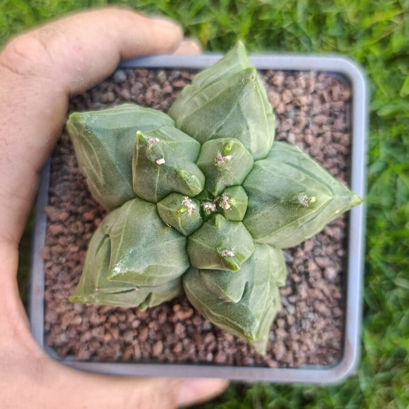 Astrophytum myriostigma cv kikko THAILAND