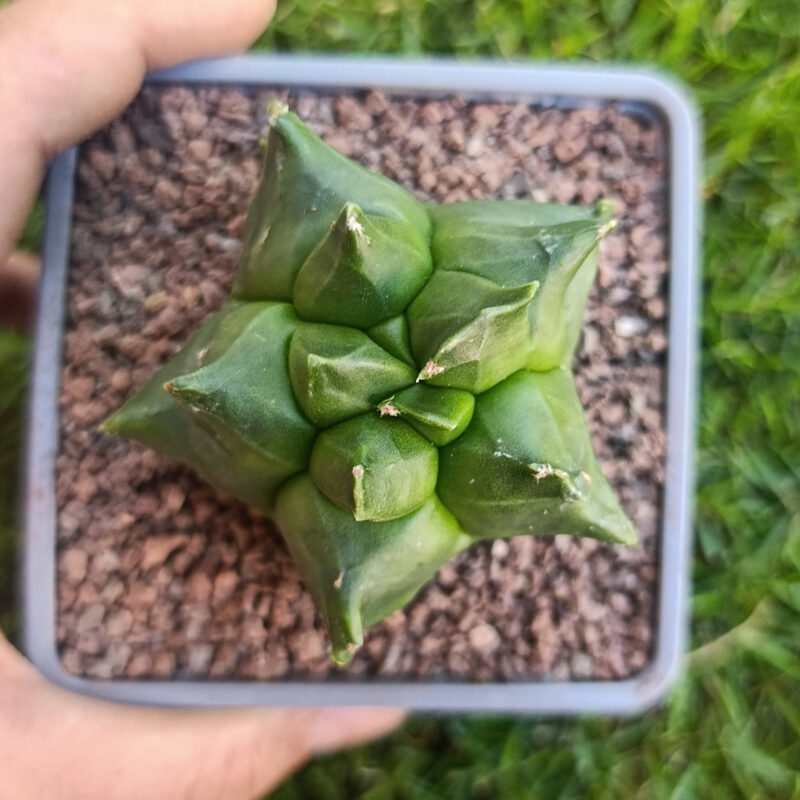 Astrophytum myriostigma cv kikko THAILAND