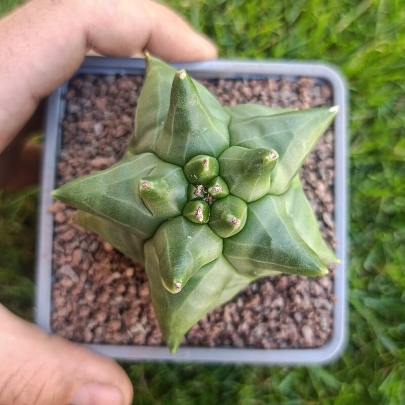 Astrophytum myriostigma cv kikko THAILAND