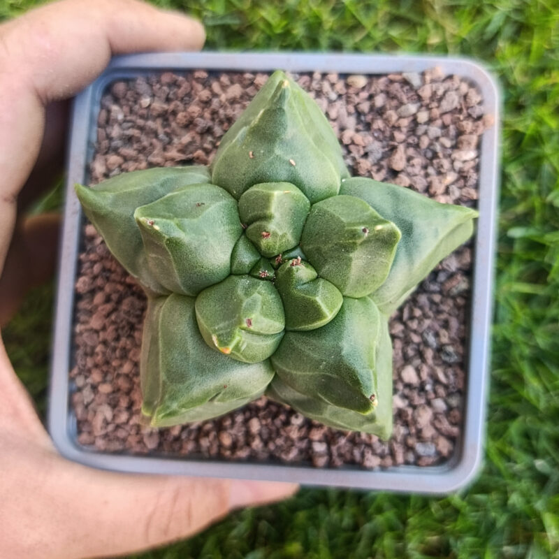 Astrophytum myriostigma cv kikko THAILAND