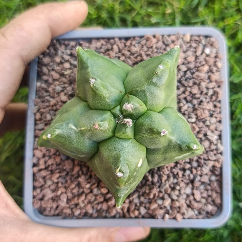 Astrophytum myriostigma cv kikko THAILAND